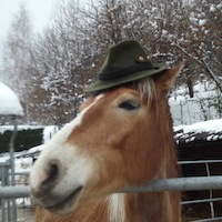 cavallo cappello inverno